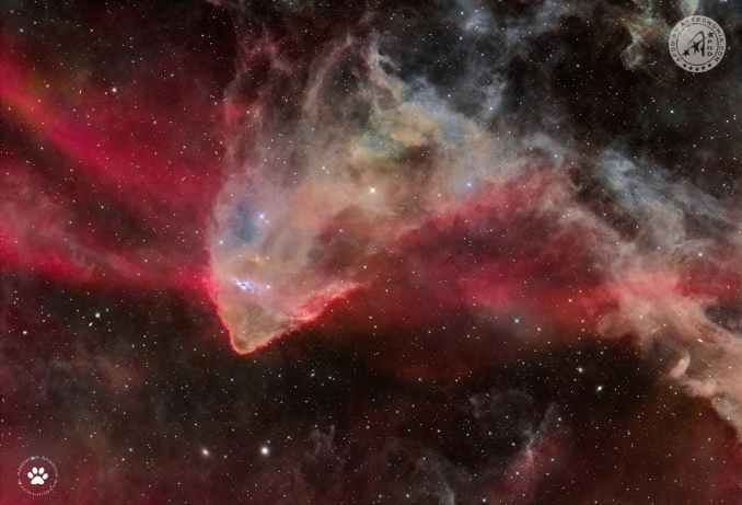 Nella piccola costellazione della Lucertola, verso lestremità della grande nebulosa ad emissione Sh2-126, si trova la nebulosa Lbn437 conosciuta anche come Nebulosa Geco per la sua forma che ricorda quella dellinnocuo animale porta fortuna - Copyright: Andrea Maggi 